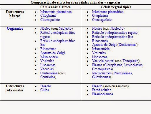 diferencias entre citocinesis y cariocinesis